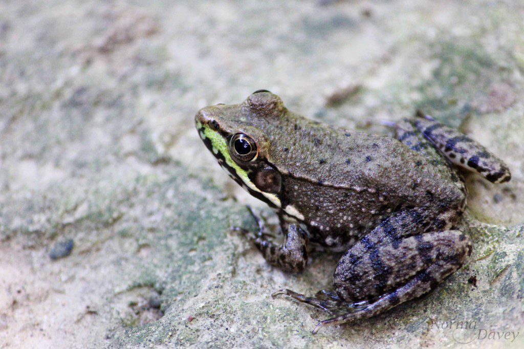 chamberfrogs Frank J. Kenny's Chamber Pros Community