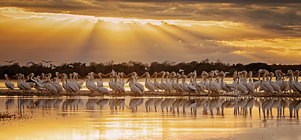 A beautiful image with pelicans. The sun is shining through the clouds and hundreds of pelicans are in the foreground. It's a thumb stopper.