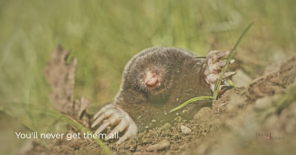 Picture of a mole to illustrate the idea of playing "whack-a-mole."