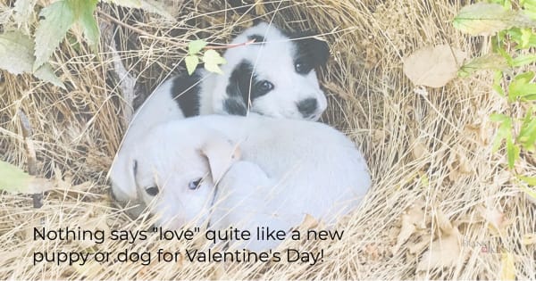 Image of two puppies to illustrate the idea of promoting pet adoption as a chamber marketing ideas for Valentine's Day.