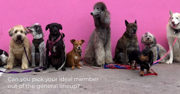 Image of dogs in a line to illustrate the idea of picking out ideal chamber members for your chamber marketing strategy.