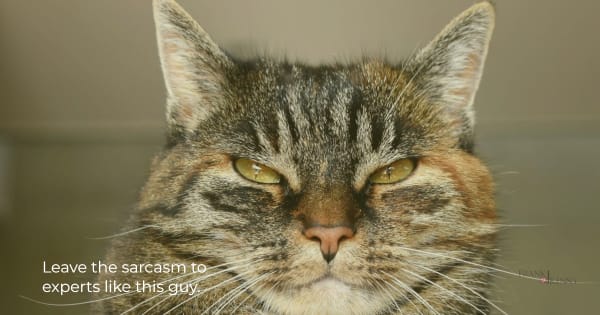 Image of a cat with a very sarcastic expression: don't use sarcasm for best email etiquette.